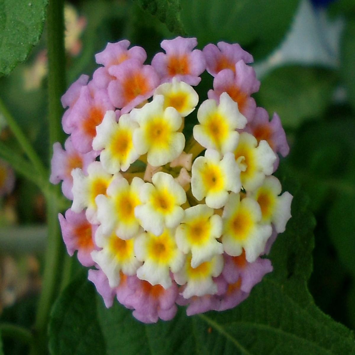 Lantana Flower Seeds for Planting Heirloom, Non-GMO, High Germination, Pollinator Friendly