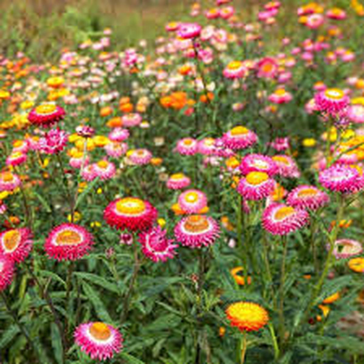 Mixed Strawflower Seeds for Planting - Pollinator Friendly, Heirloom, Non-GMO & High Germination Garden Seeds, 100pcs