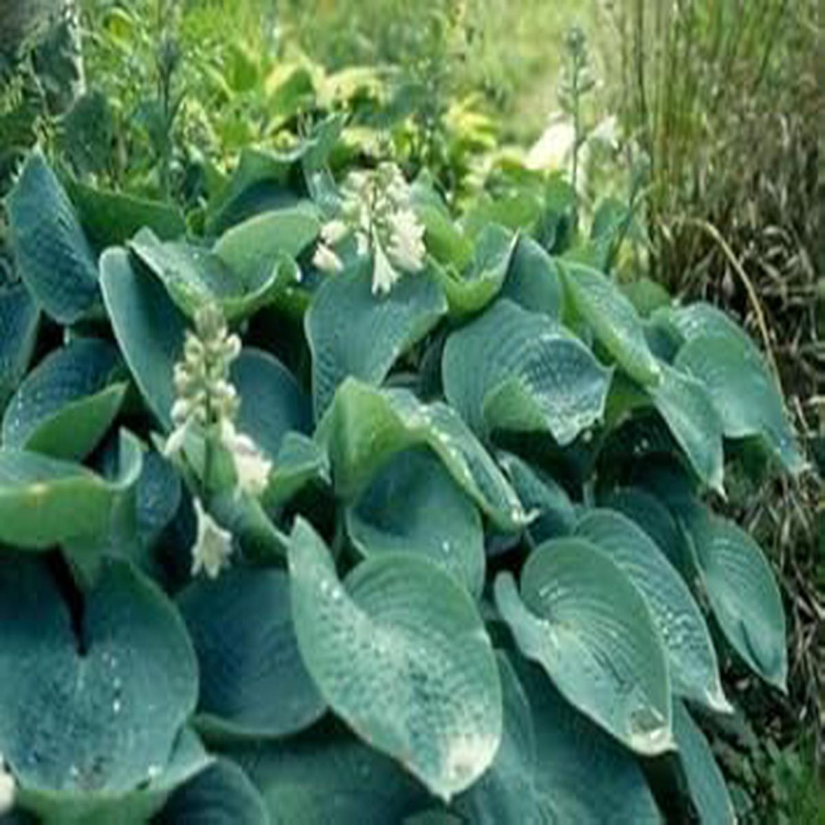 Sieboldiana Herb Seeds for Planting  Heirloom, Non-GMO Seeds for Indoor & Outdoor Gardening