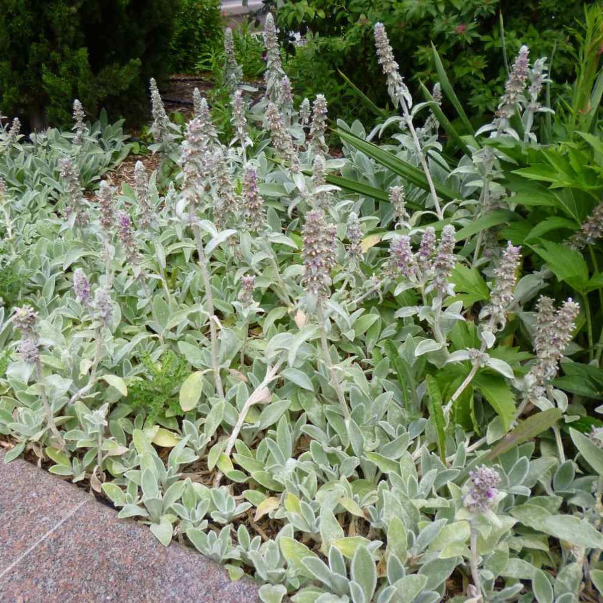 Stachys Flower Seeds for Planting Heirloom, Non-GMO, High Germination Organic Garden Seeds