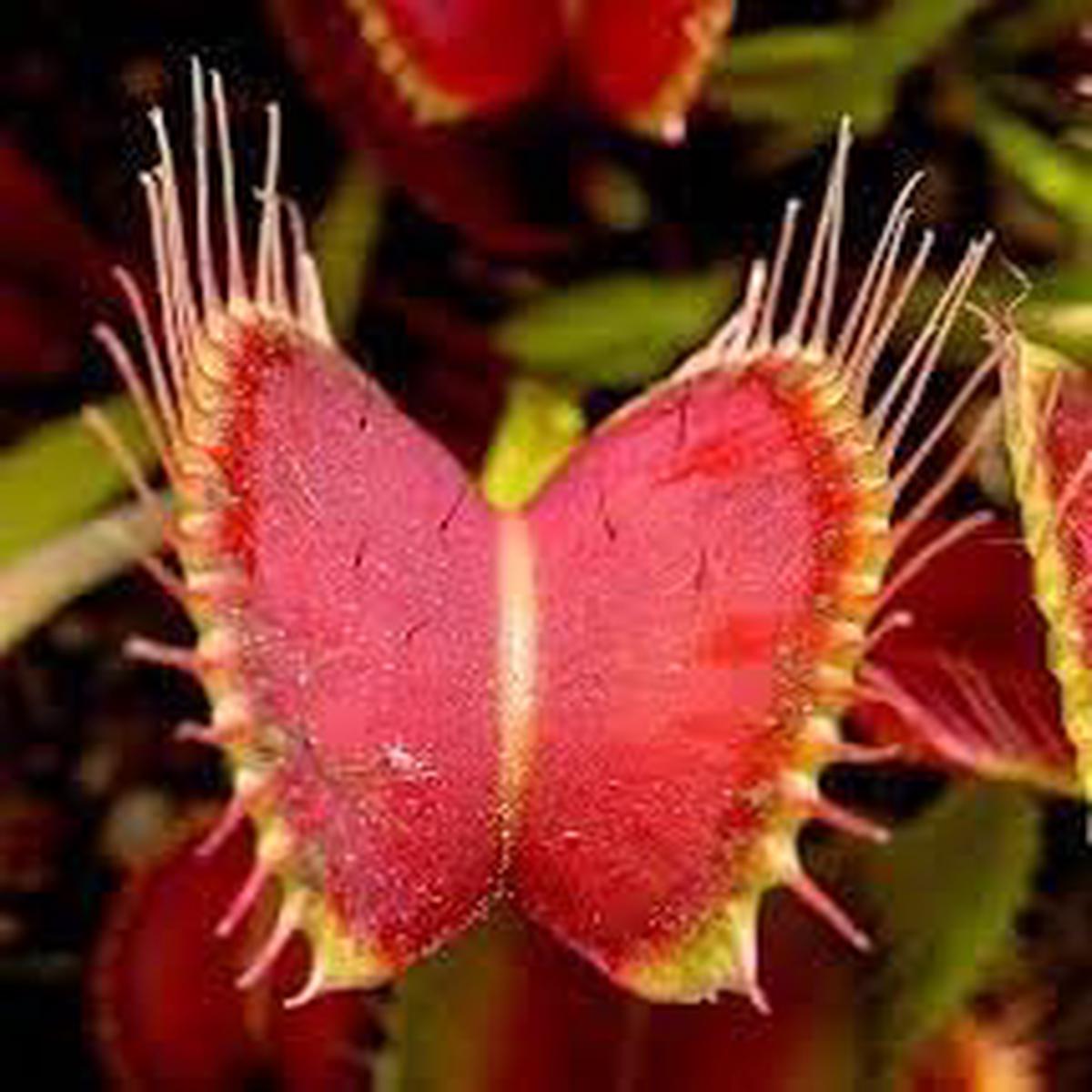 Venus Flower Seeds for Planting Heirloom, Non-GMO, Premium Quality Garden Seeds