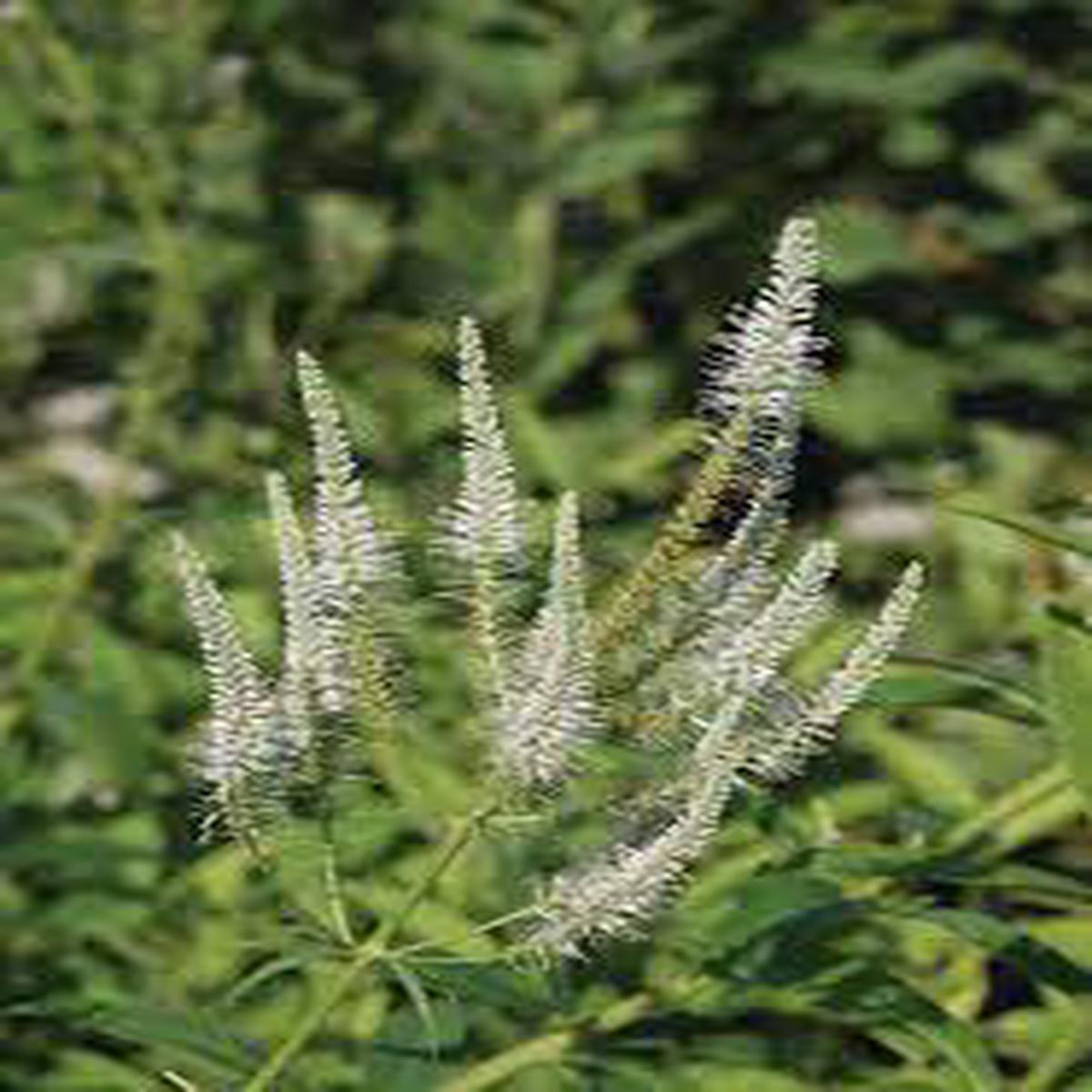White Culvers Root Herb Seeds for Planting Heirloom, Non-GMO, Organic Garden Seeds with High Germination