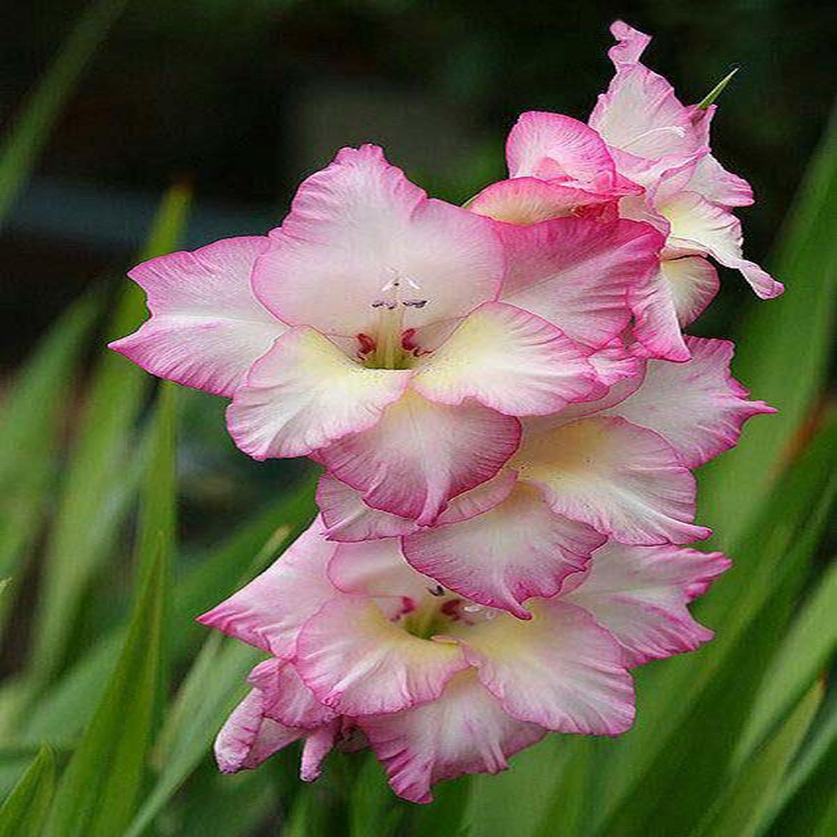 Yellow Pink Gladiolus Flower Seeds for Planting Perfect for Borders, Heirloom & Non-GMO Seeds for Home Garden