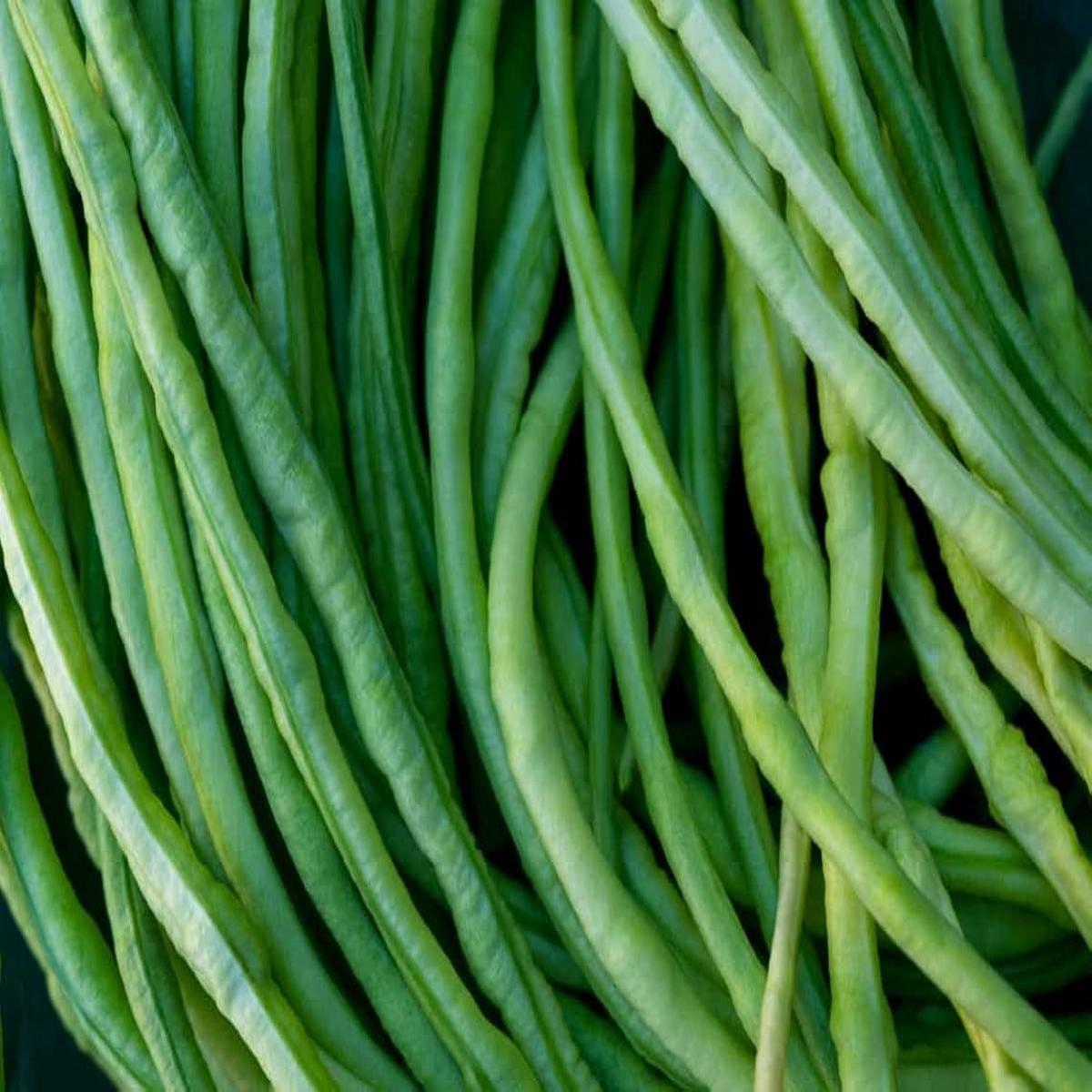 Asparagus Beans Cowpea Seeds for Planting Heirloom Non-GMO Long Pods Organic Garden Seeds for Vertical Growing