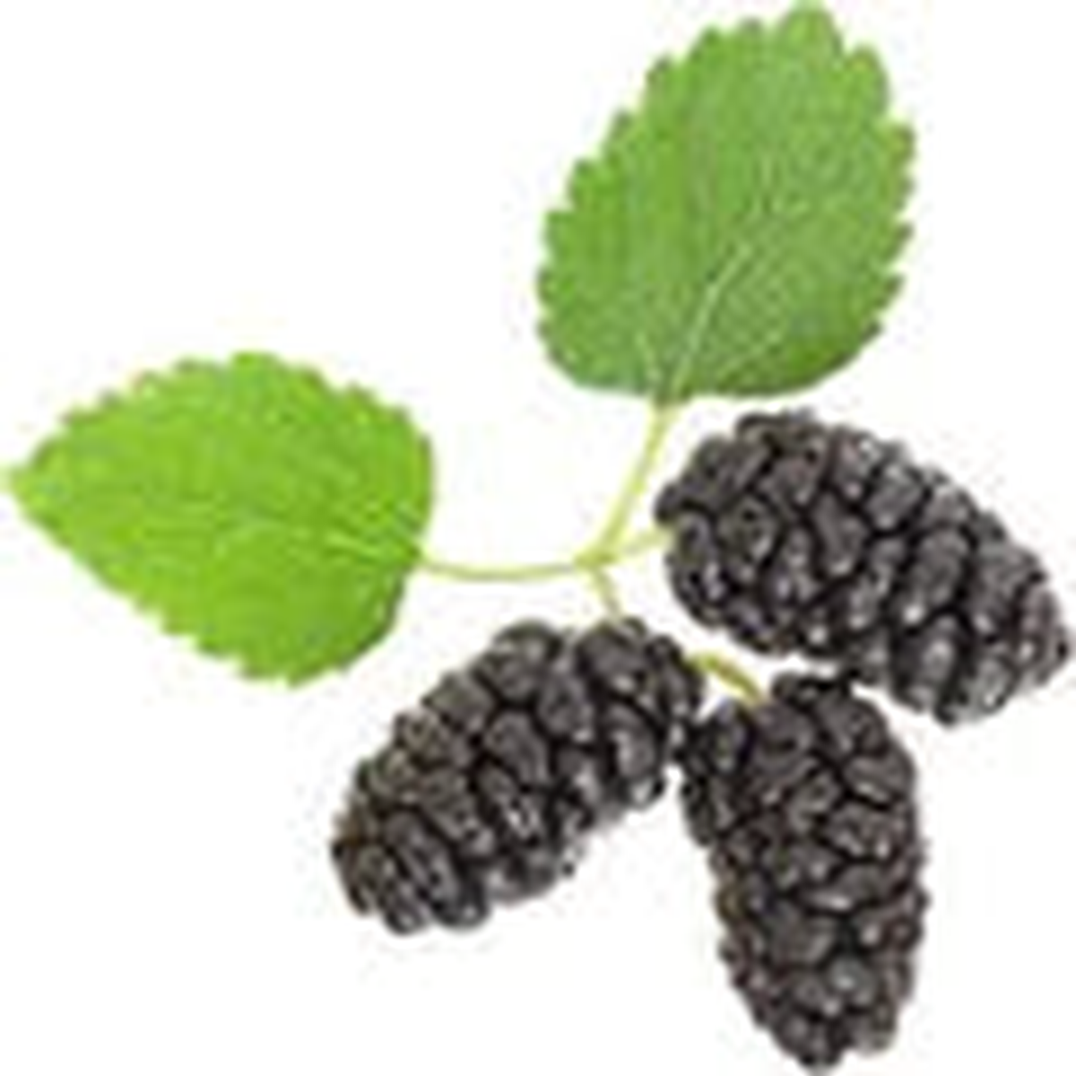 Black Mulberry Fruit Seeds Heirloom, Non-GMO for Garden Planting