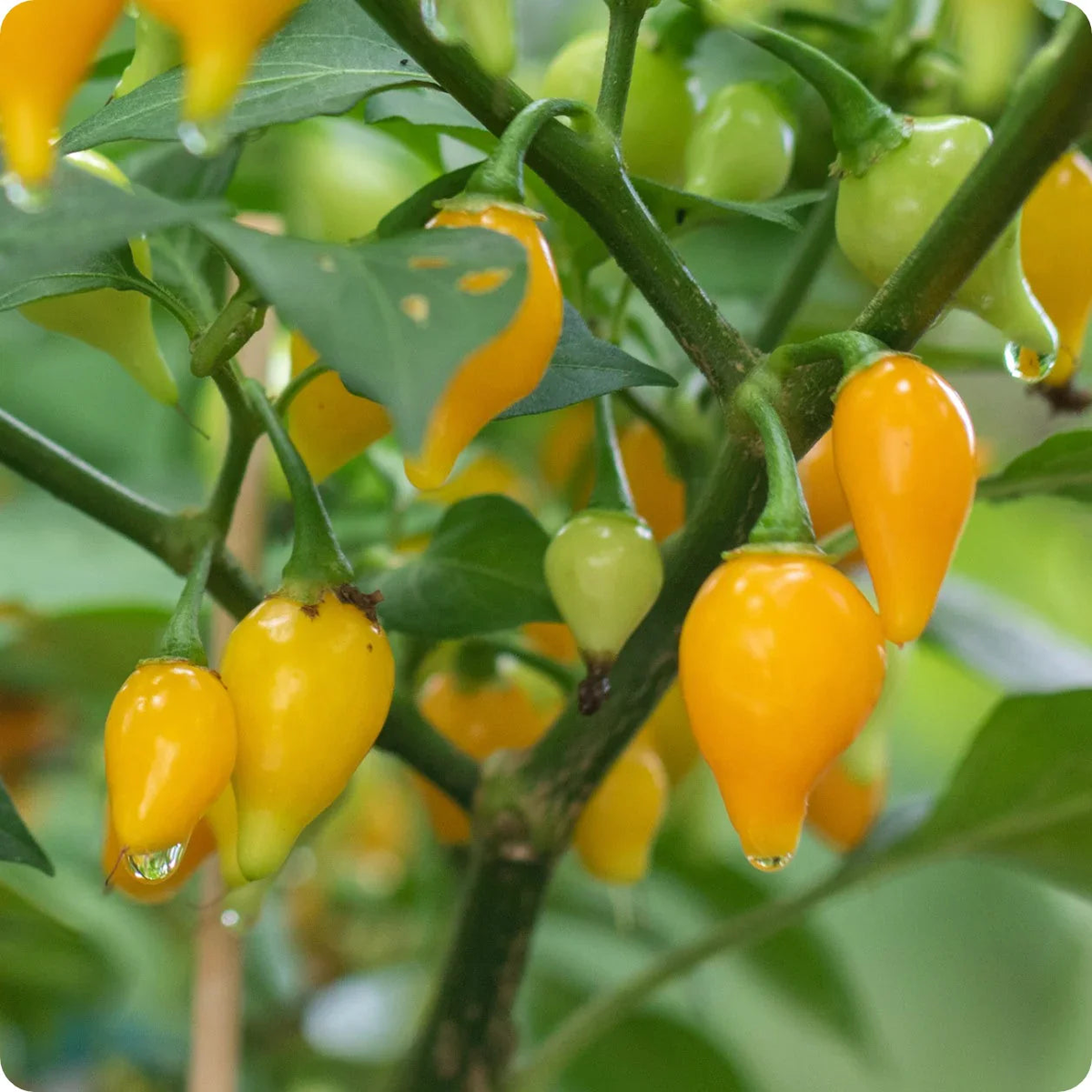 Bode Pepper Seeds for Planting  Heirloom & Non-GMO, High Germination Organic Seeds for Spicy Compact Pepper Plants