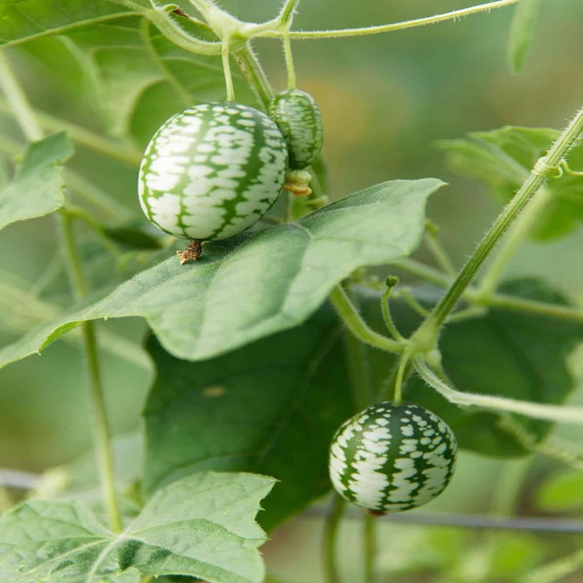 Brasilien Vegetable Seeds for Planting  Heirloom & Non-GMO Garden Seeds