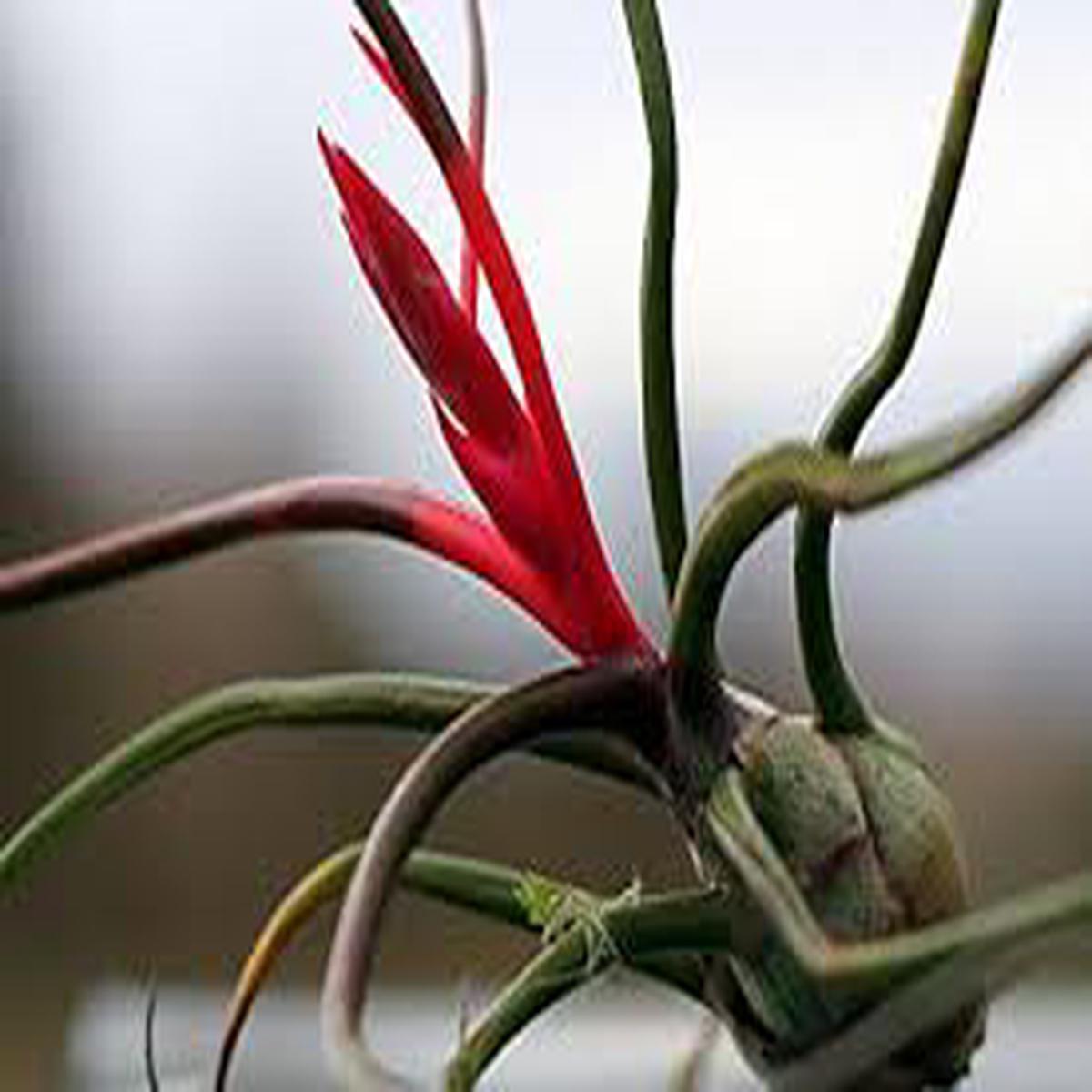 Bromeliad Tillandsia Bulbosa Orange Seeds for Planting Heirloom, Non-GMO, High Germination Organic Garden Seeds, Pollinator Friendly