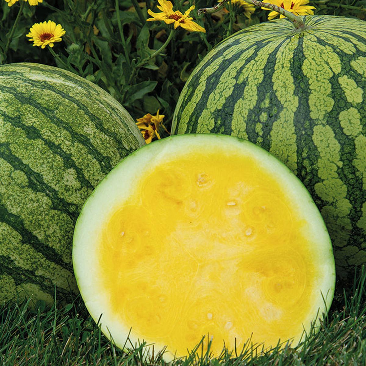 Buttercup Watermelon Fruit Seeds for Planting Heirloom, Non-GMO, Refreshing Garden Delight Seeds