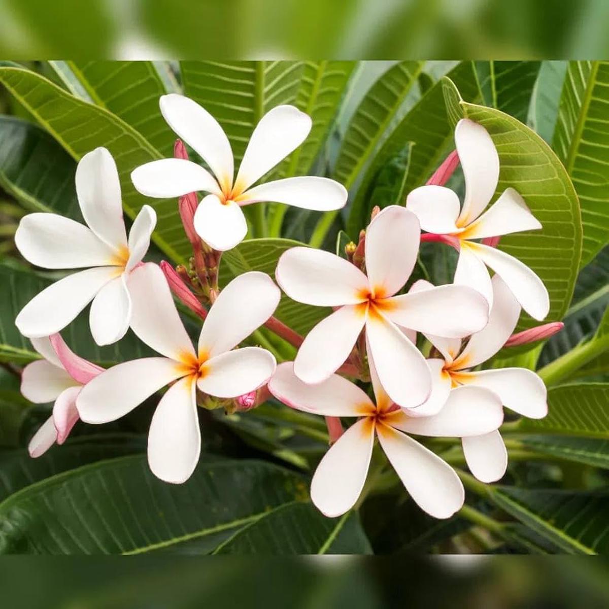 Champa Flower Seeds for Planting Fragrant Blossoms, Heirloom, Non-GMO, High Germination Seeds