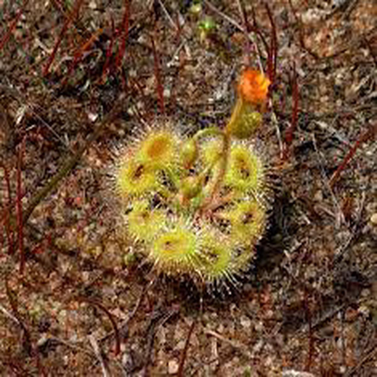 Drosera Glanduligera (Pimpernel Sundew) Plant Seeds for Planting  Heirloom, Non-GMO, Organic Garden Seeds