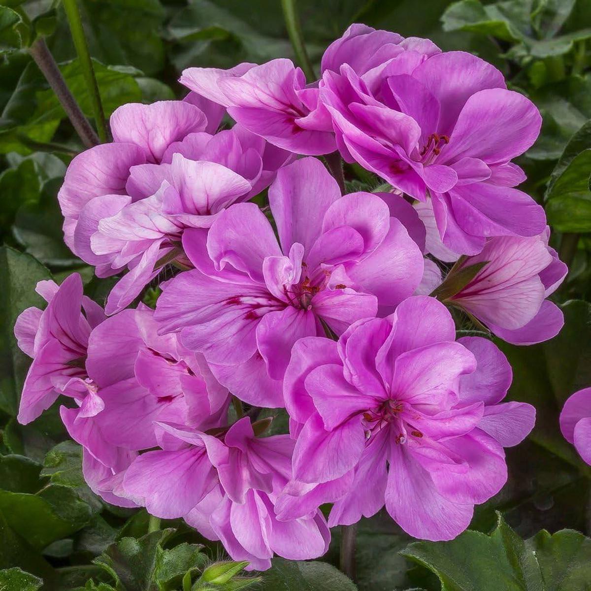 Geranium Purple White Flower Seeds for Planting Heirloom, Non-GMO, High Germination Organic Garden Seeds (100pcs)