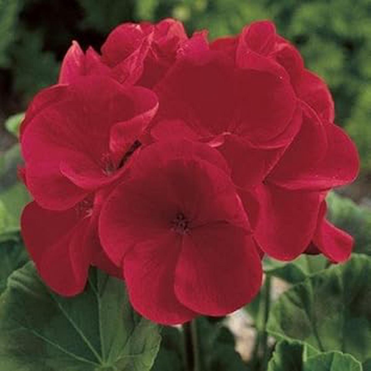 Geraniums Deep Red Flower Seeds for Planting Heirloom Non-GMO High Germination Organic Garden Seeds