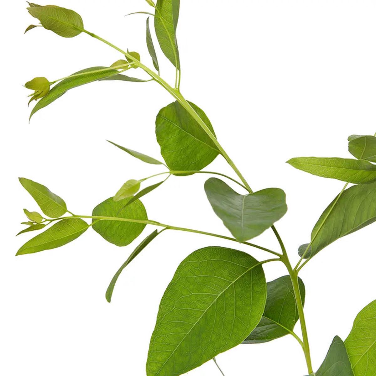 Green Citriodora Herb Seeds  Heirloom, Non-GMO Gardeners' Top Pick for Planting