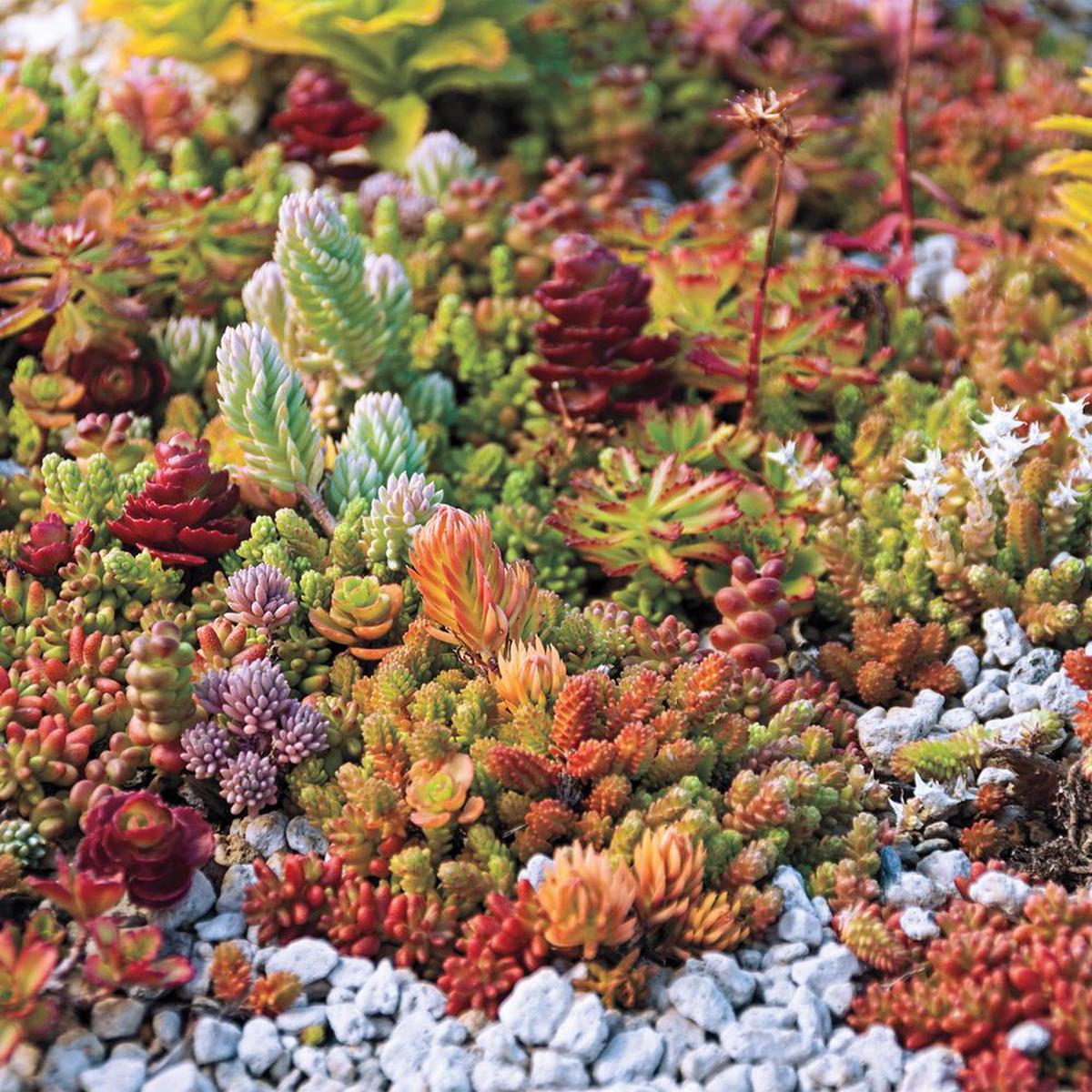 Mixed Sedum Flower Seeds for Planting Compact Growth Heirloom Non-GMO Garden Seeds