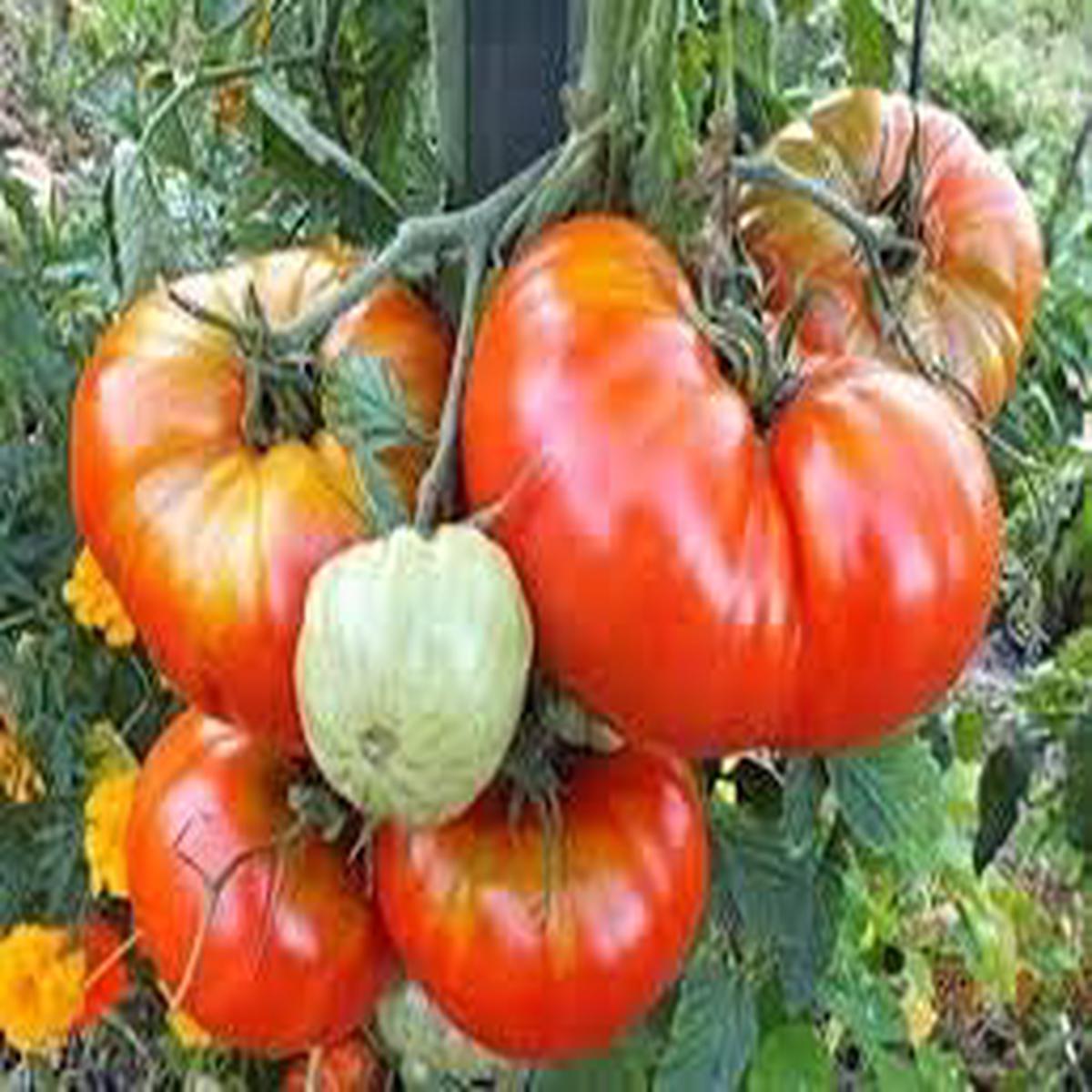 Orange Huge Tomato Seeds for Planting Heirloom, Non-GMO, High Germination Organic Seeds for Oversized Fruit