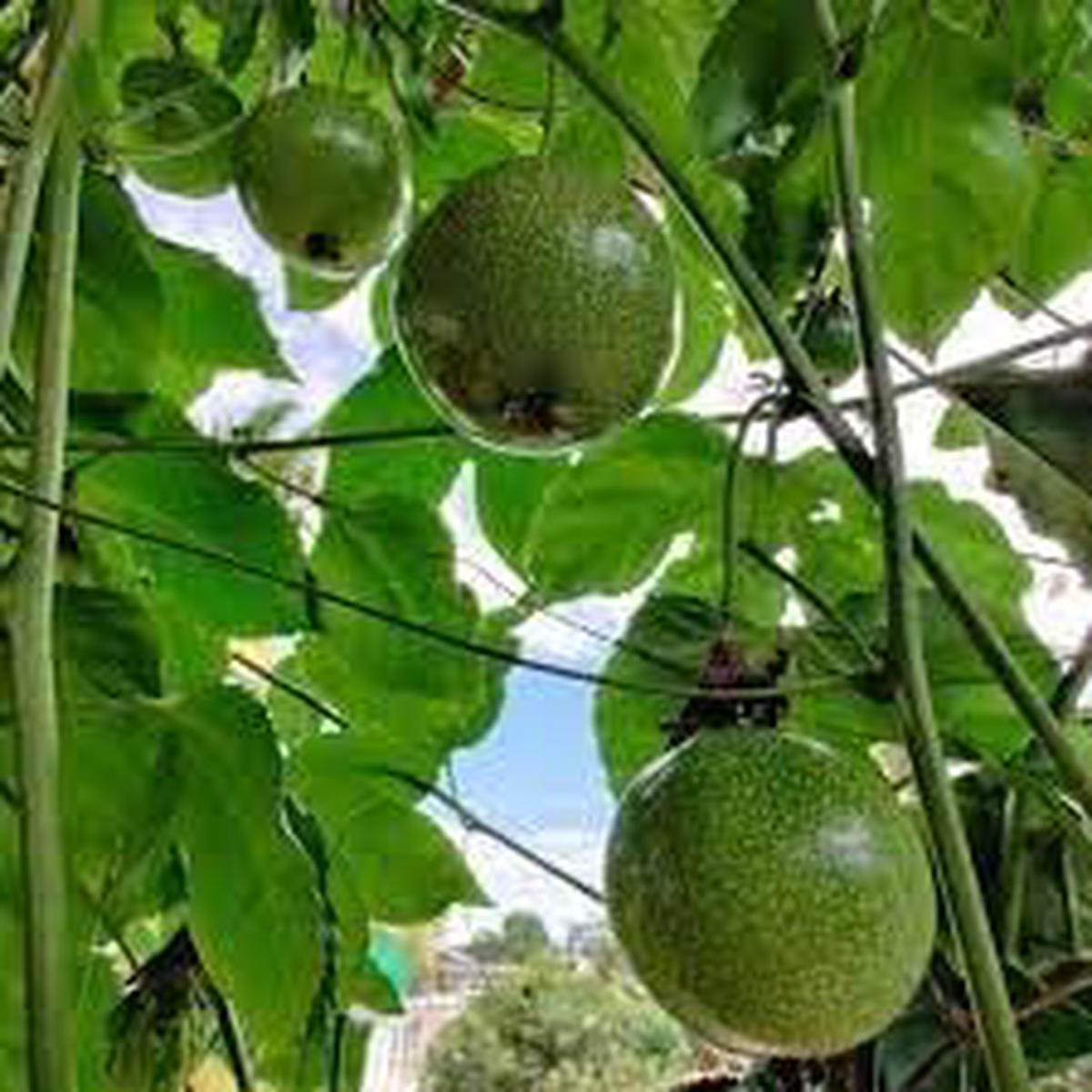 Passion Fruit seeds for planting - Heirloom & Non-GMO Garden seeds for exotic tropical fruit vines