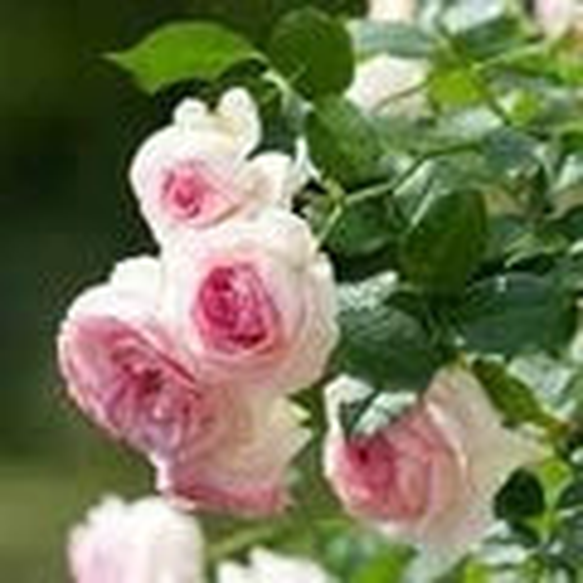 Pink White Climbing Rose Seeds for Planting Heirloom, Non-GMO, Long Bloom Season, High Germination