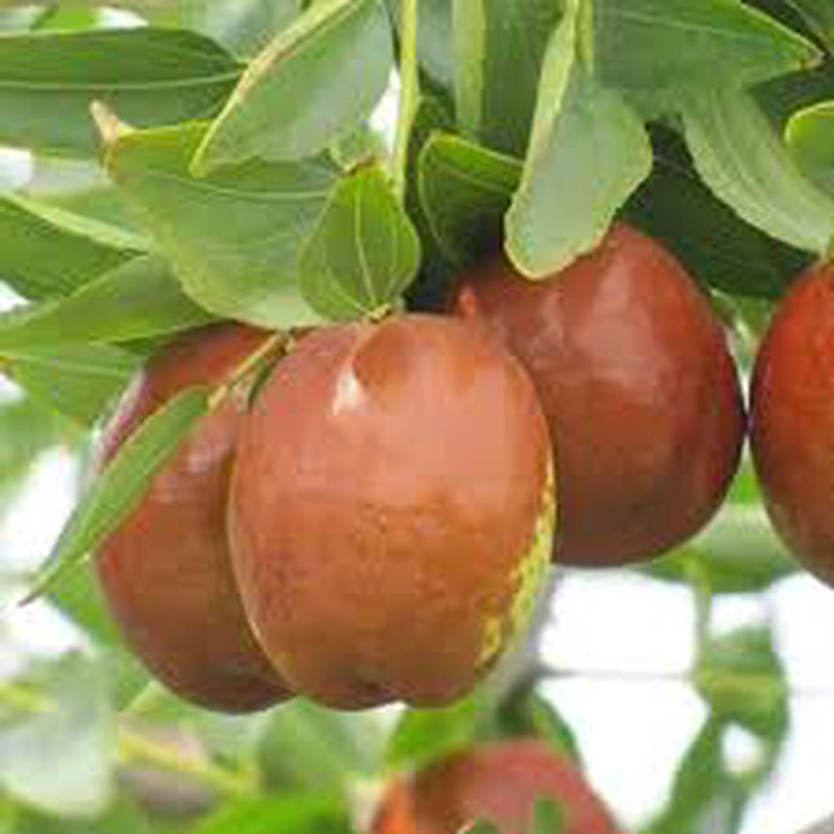 Redlands Jujube fruit seeds for planting - Heirloom & Non-GMO Garden seeds