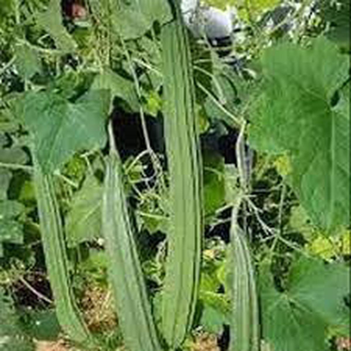 Towel Gourd Vegetable Seeds for Planting Heirloom & Non-GMO Garden Seeds