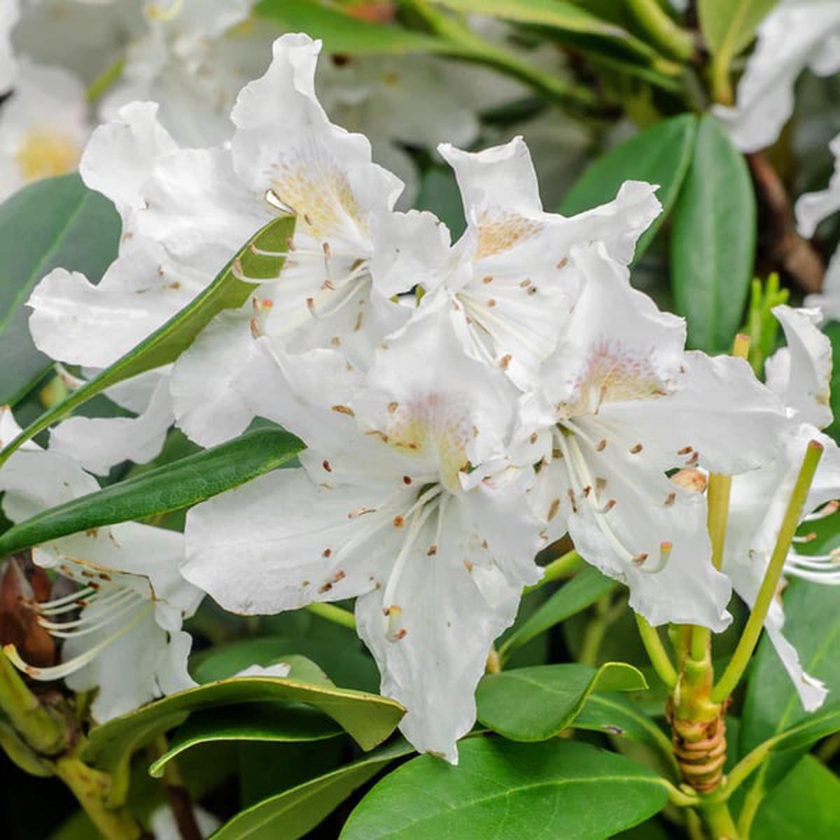 White Rhododendron Flower Seeds for Planting Heirloom, Non-GMO, High Germination