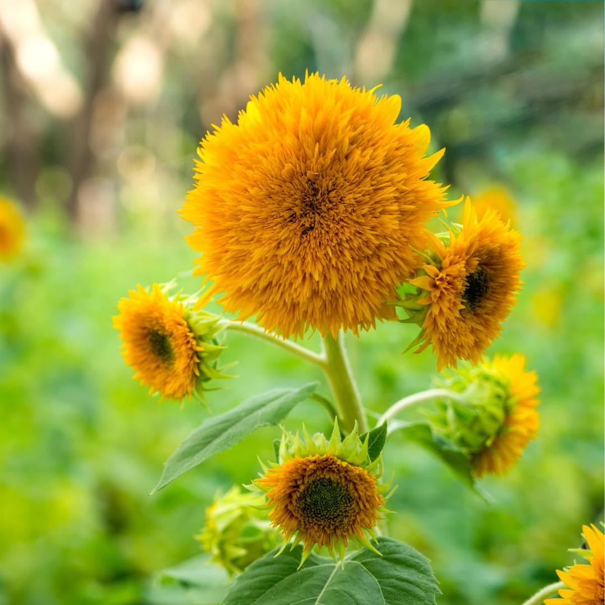 Yellow Teddy Sunflower Flower Seeds for Planting | Heirloom Non-GMO Organic Garden Seeds, Bright Blooms, High Germination