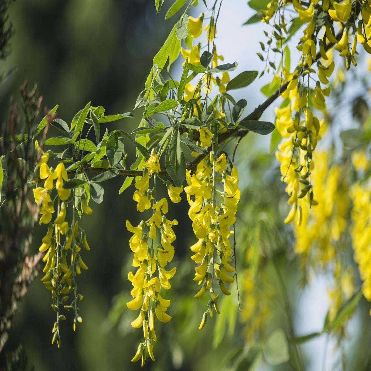 Acacia Flower Seeds for Planting  Heirloom, Non-GMO, Pollinator Friendly, High Germination Seeds