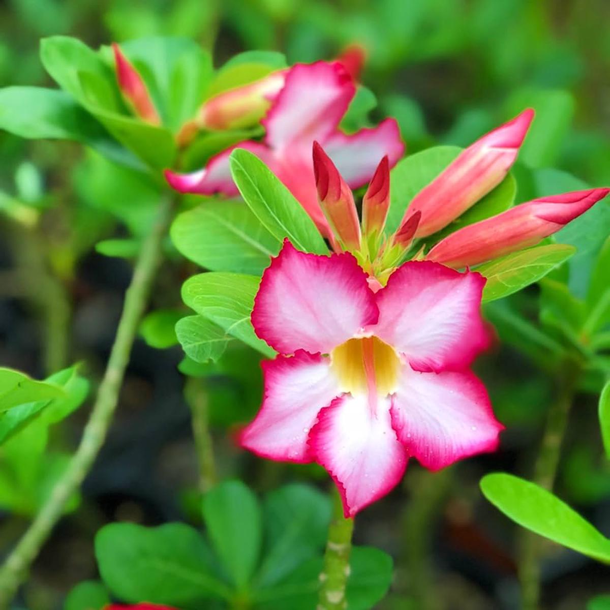 Adenium Flower Seeds for Planting Heirloom, Non-GMO, Organic Garden Seeds