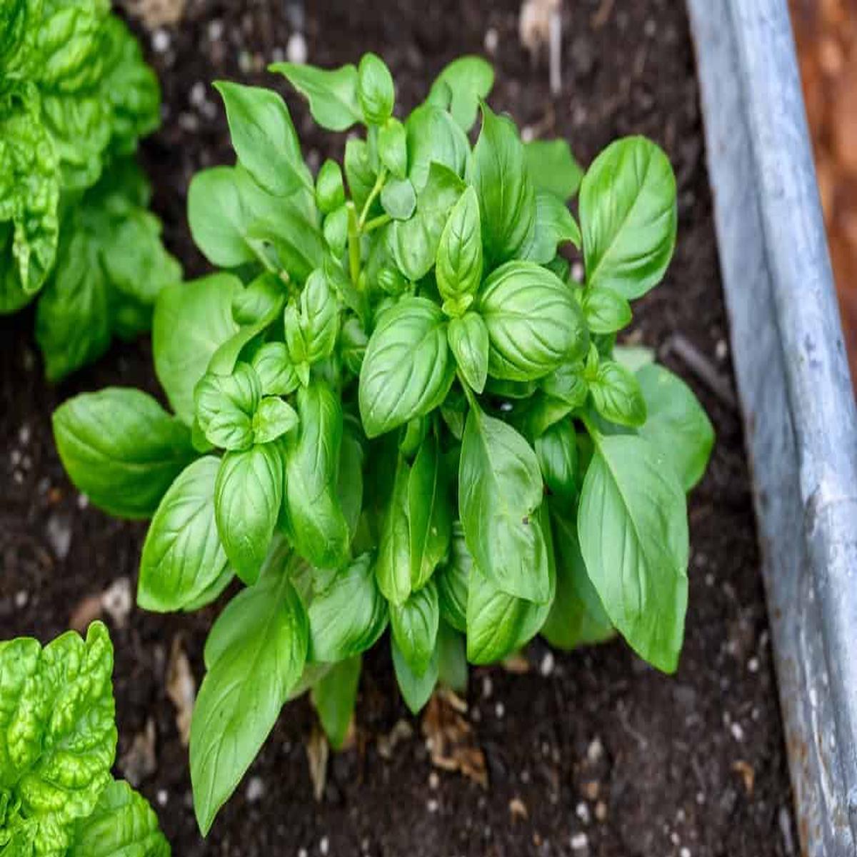 Basil Herb Seeds for Planting Heirloom, Non-GMO Seeds for Compact and Lush Garden Growth