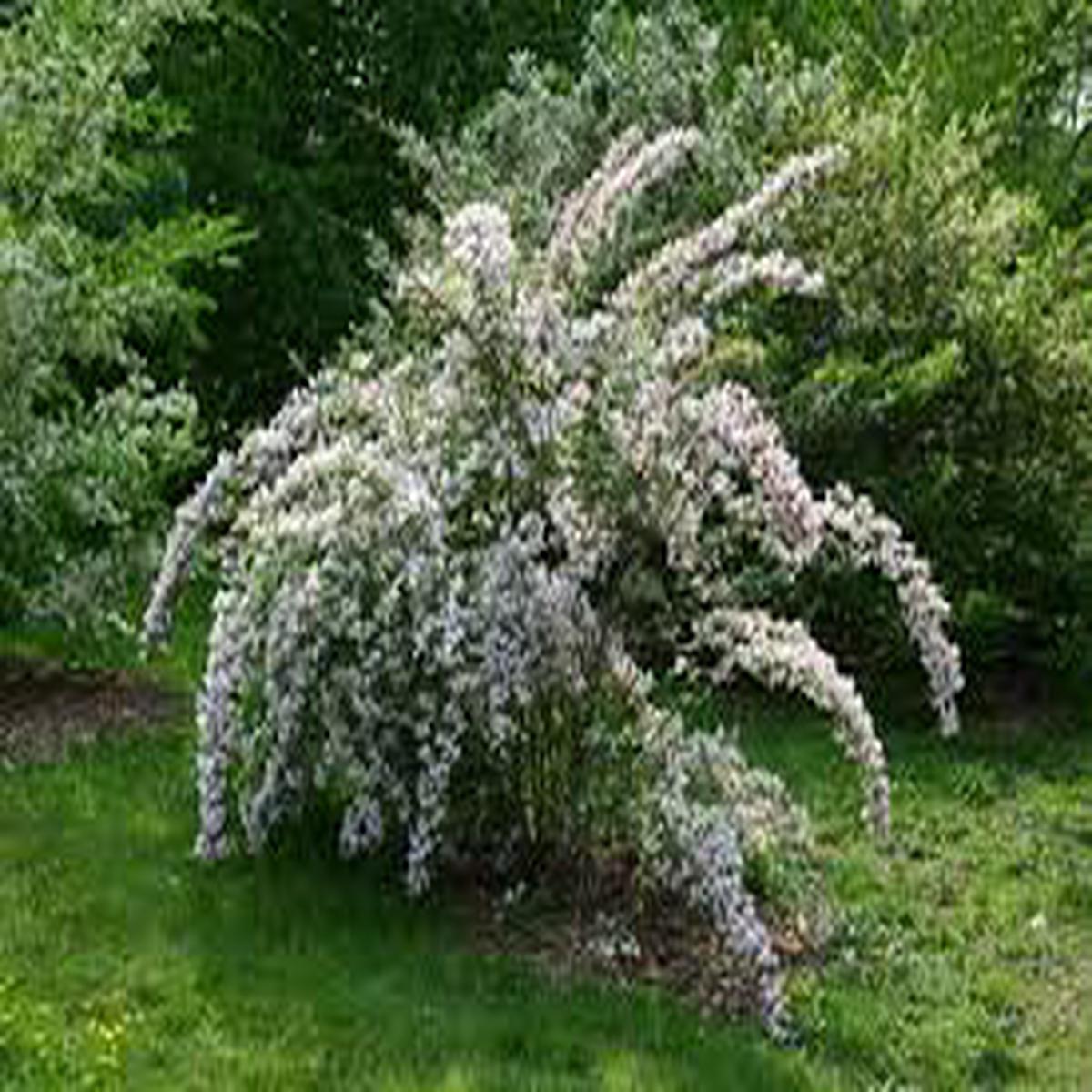 BeautyBush Flower Seeds for Planting Colorful Display, Heirloom, Non-GMO, High Germination