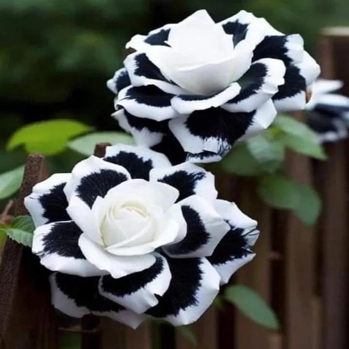 Black White Rose Flower Seeds for Planting Heirloom Non-GMO Organic Garden Seeds, High Germination