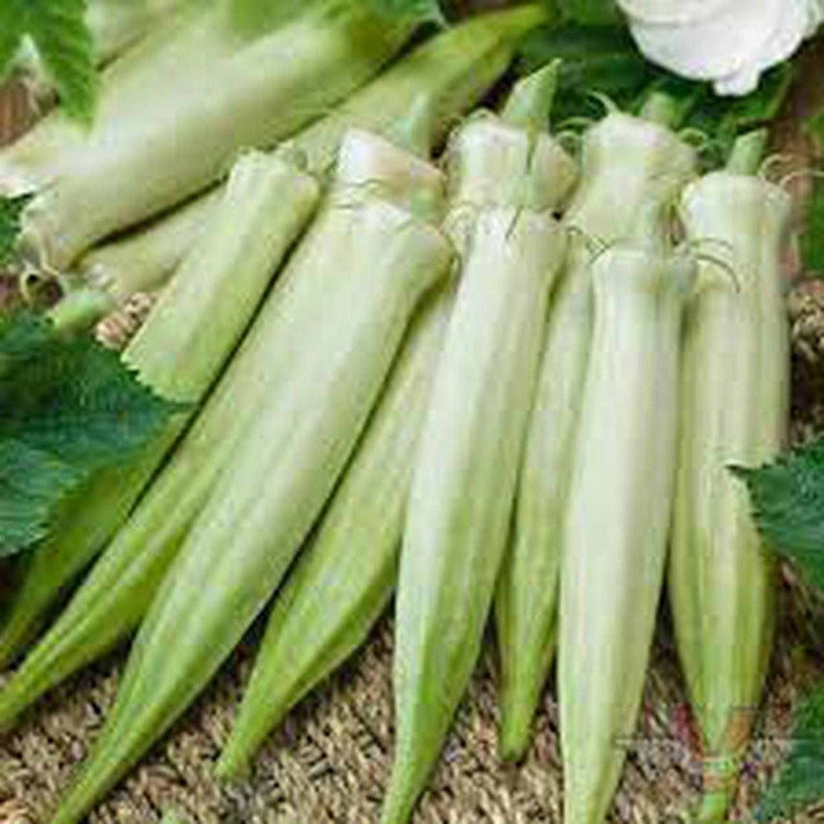Blondy Okra Seeds for Planting Heirloom, Non-GMO, High Germination, Organic Garden Seeds for Tender Pods & Southern Cooking
