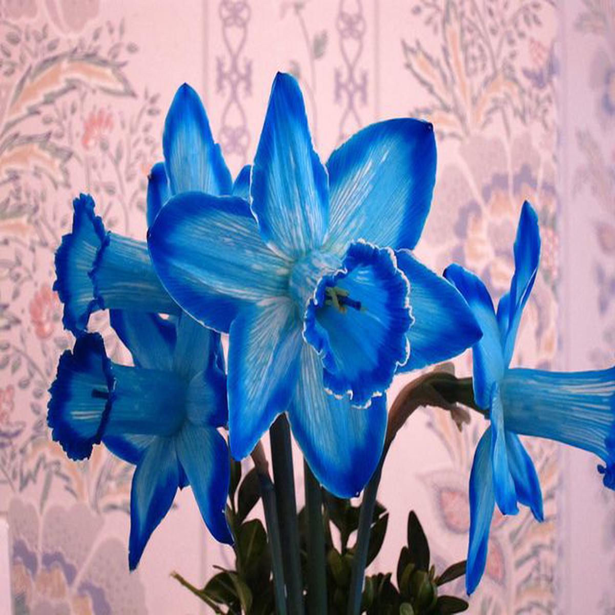 Blue Daffodils Flower Seeds for Planting Heirloom, Non-GMO, High Germination, Cottage Garden Essential