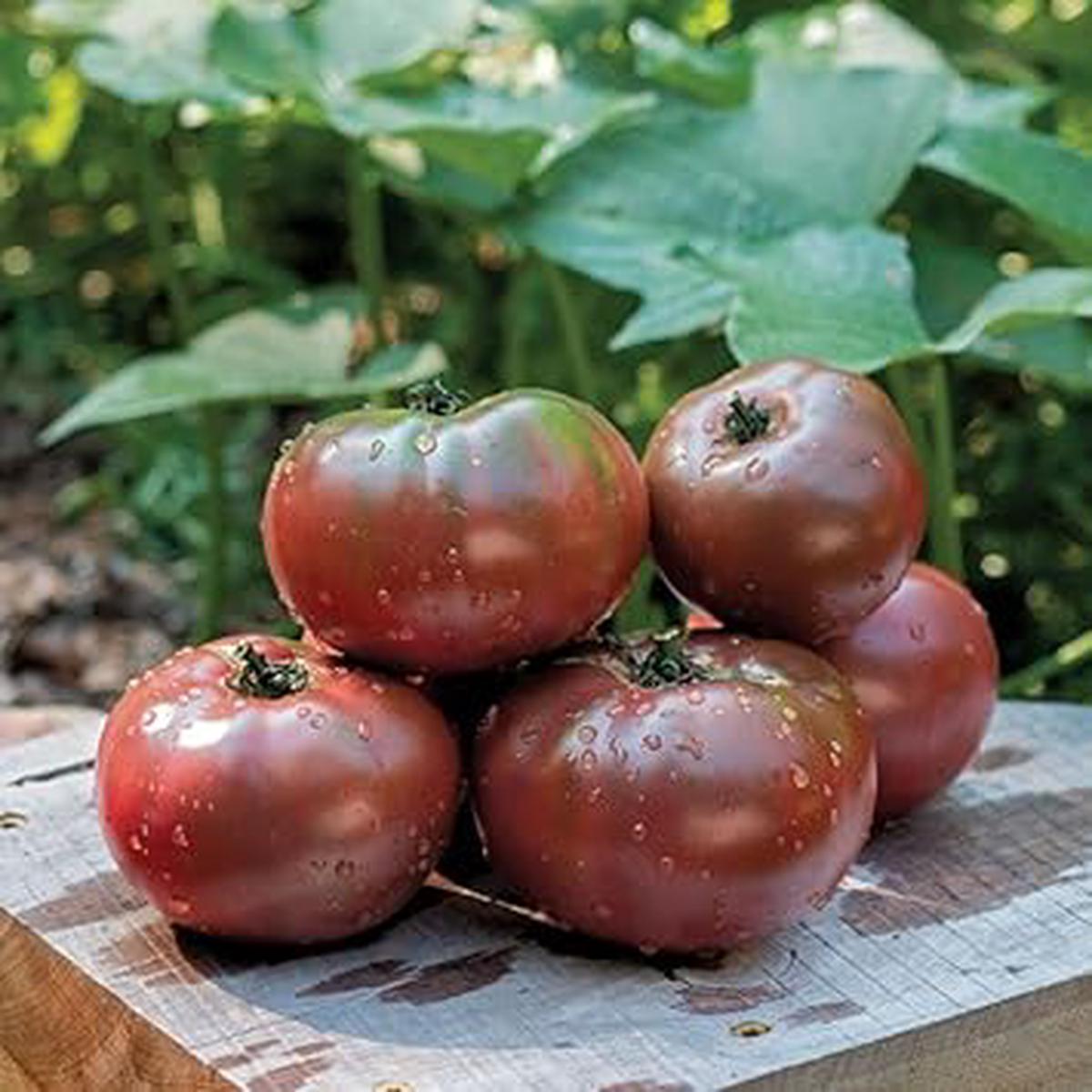 Burgundy Tomato Seeds for Planting  Heirloom, Non-GMO, Deep Color Organic Garden Seeds with Rich Taste