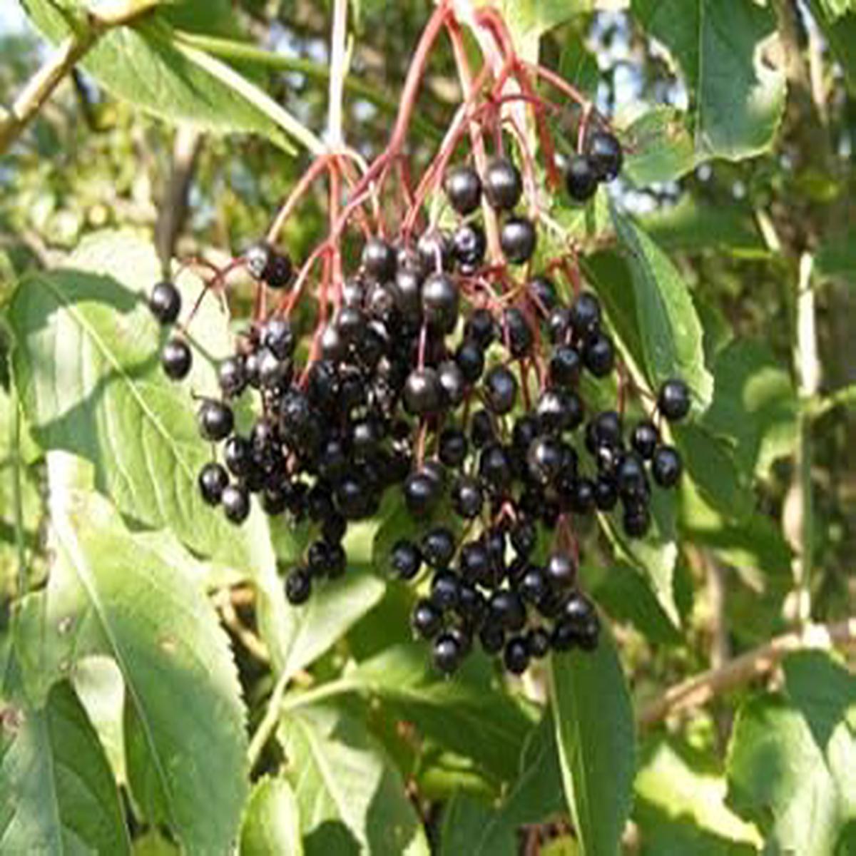Canadensis fruit seeds for planting - Heirloom & Non-GMO Garden seeds, sweet-tangy fruit variety for home gardens