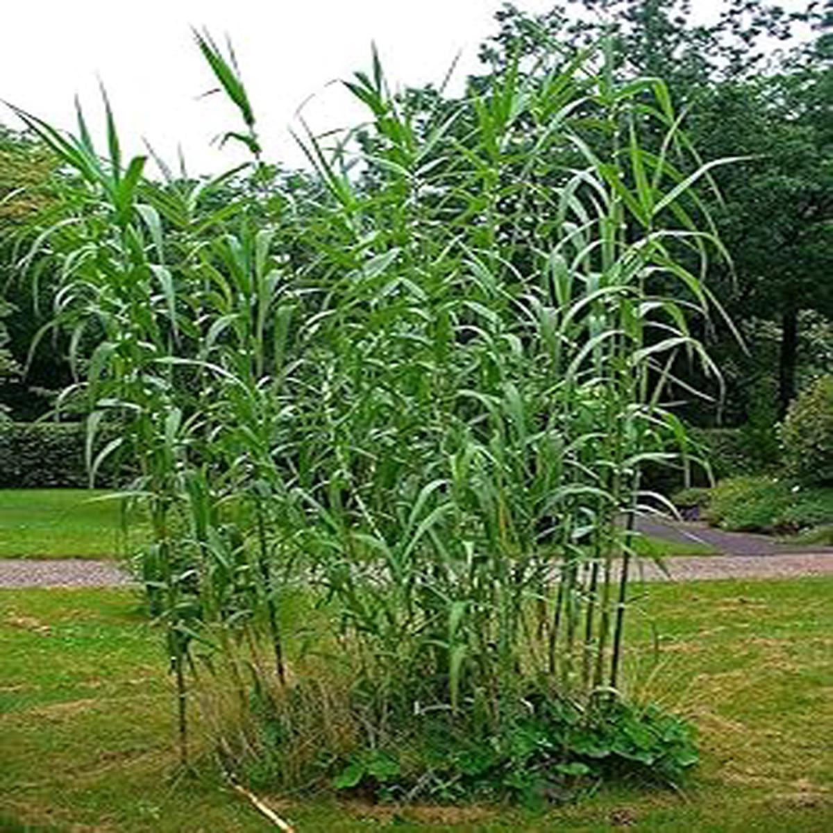 Cane Reed plant seeds for planting - Heirloom & Non-GMO Garden seeds, Exotic fruit seeds