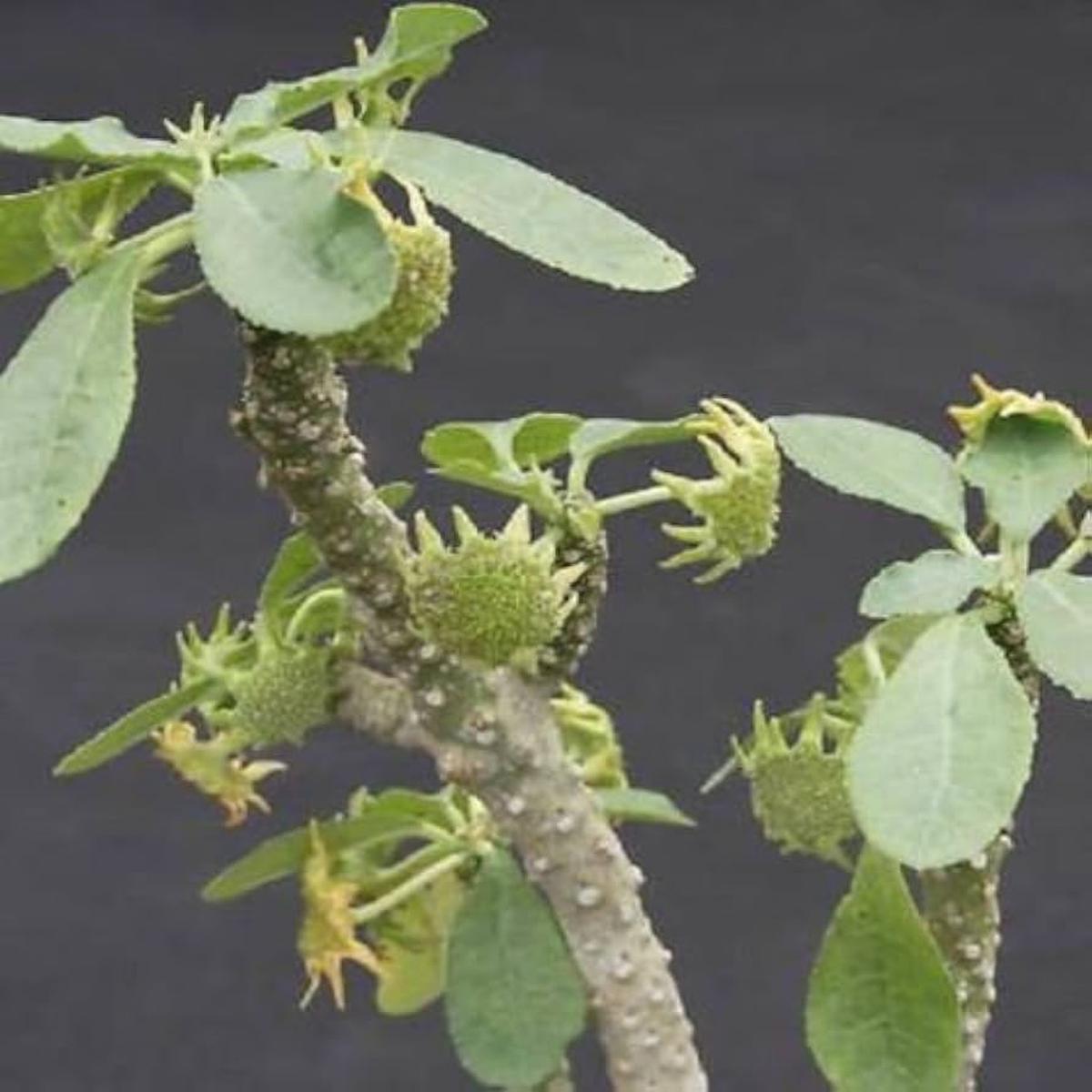 Dorstenia Lavrano Seeds Heirloom, Non-GMO, Low Maintenance