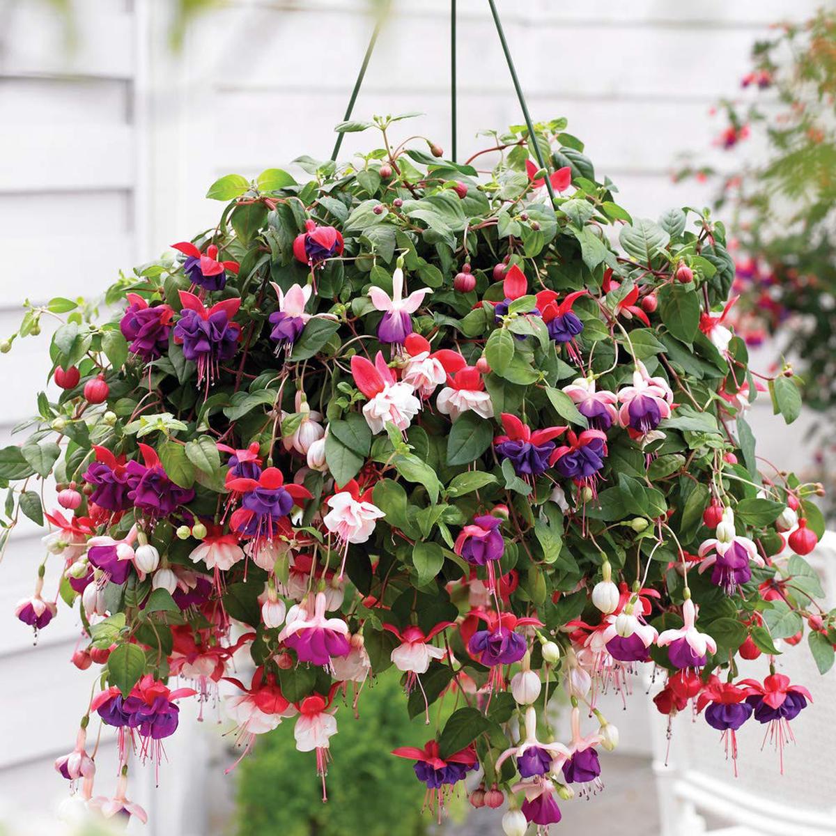 Fuchsia Flower Seeds for Planting Heirloom Non-GMO Seeds for Home Garden, High Germination