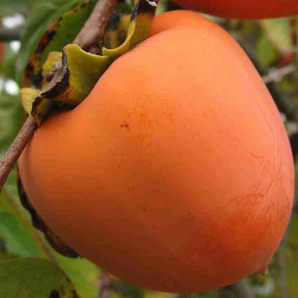 Fuyu Persimmon Seeds Non-GMO Heirloom Fruit Seeds for Garden Planting