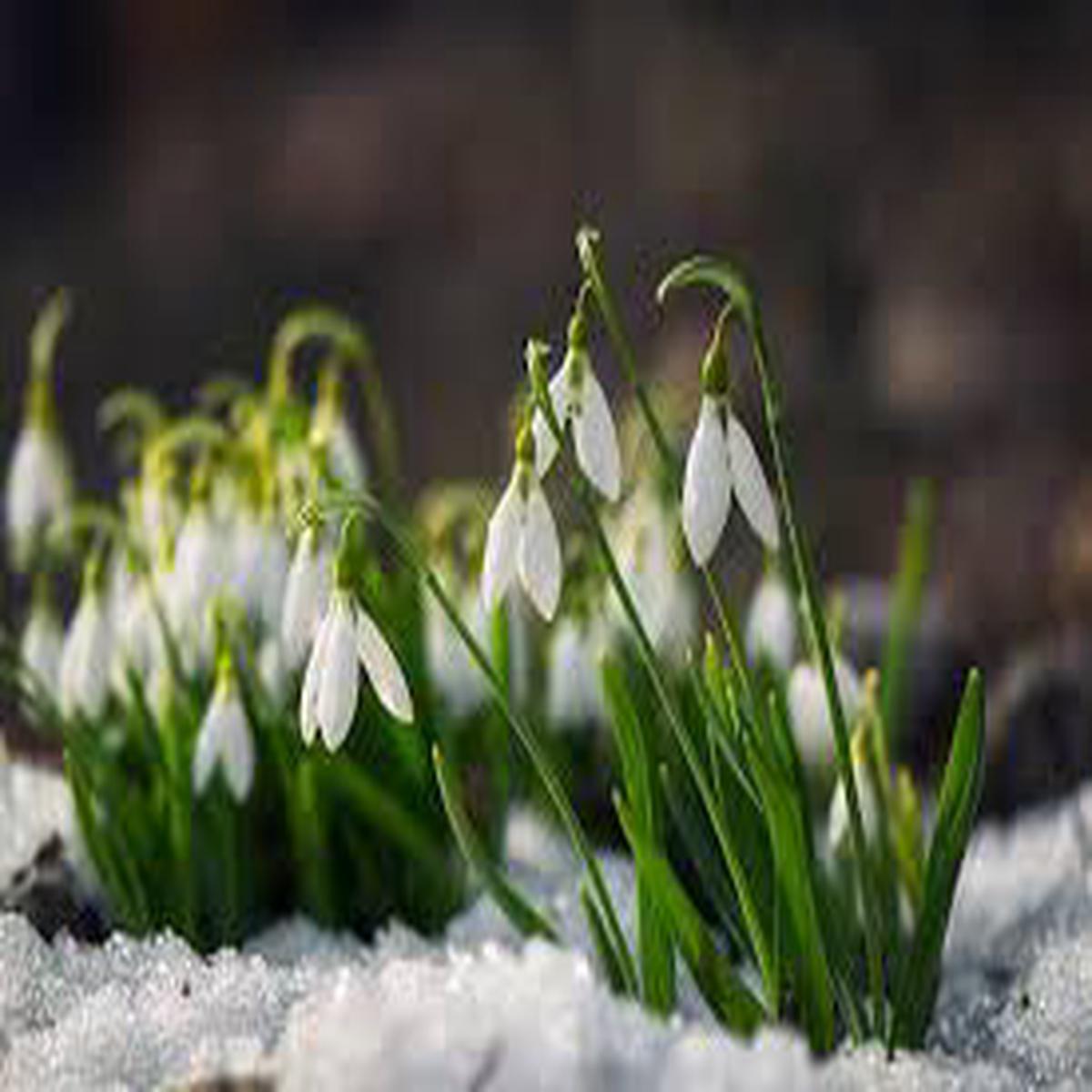 Galanthus Flower Seeds for Planting Compact Growth, Heirloom & Non-GMO Garden Seeds, 100pcs