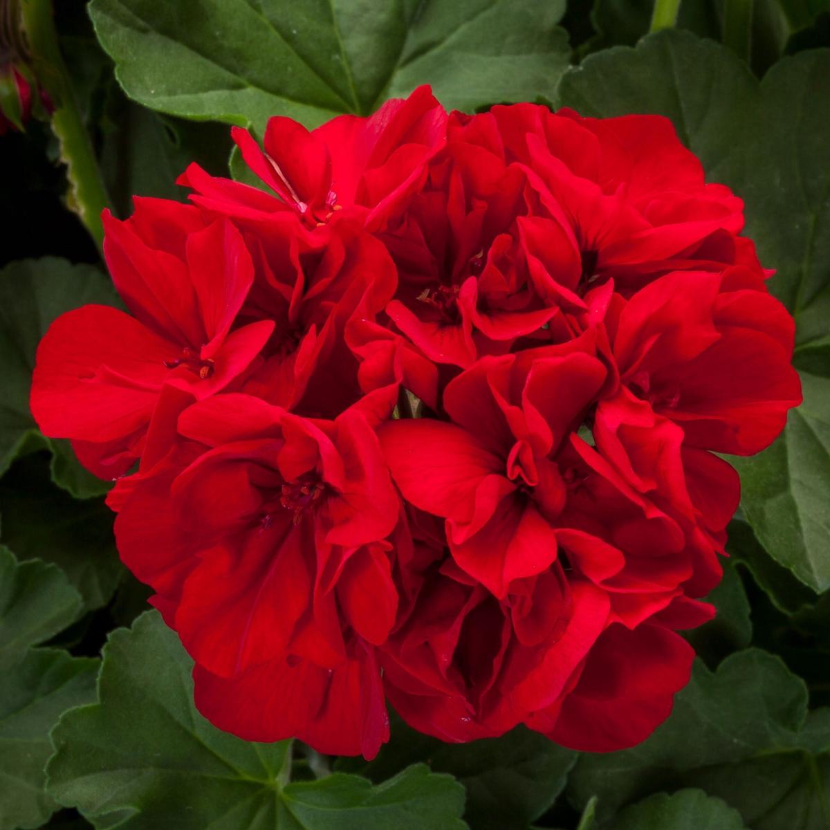 Geranium Deep Red Flower Seeds for Planting Heirloom Non-GMO High Germination Organic Garden Seeds