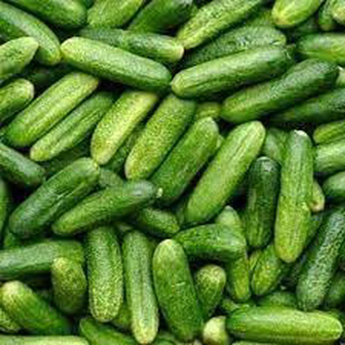 Gherkin Vegetable Seeds for Planting Heirloom Non-GMO, High Germination Organic Garden Seeds