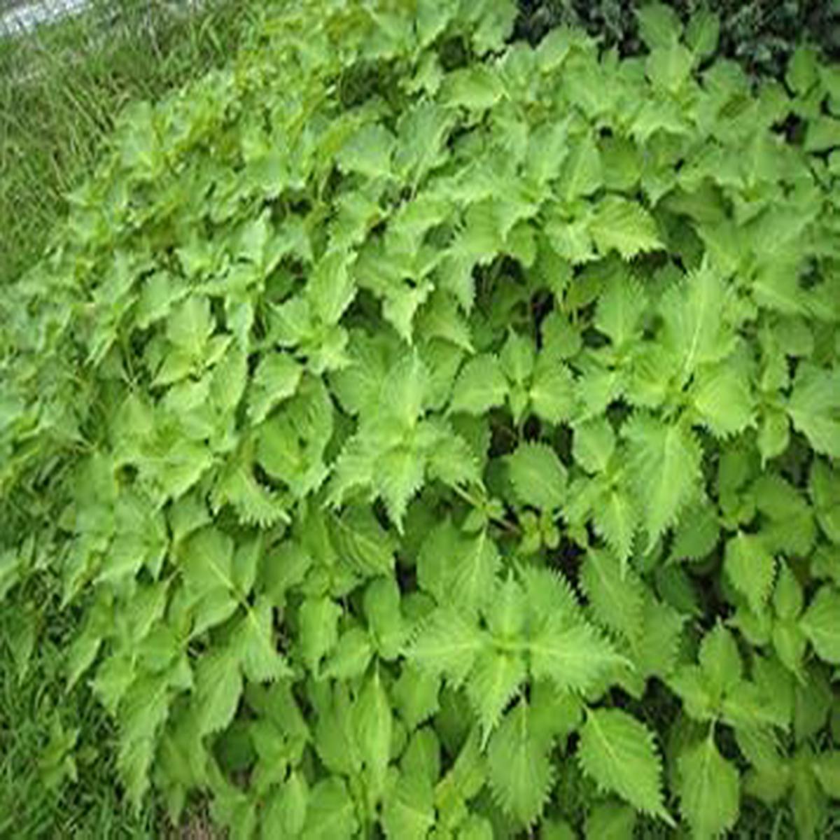 Green Perilla Herb Seeds for Planting  Heirloom, Non-GMO, Organic Garden Seeds with High Germination