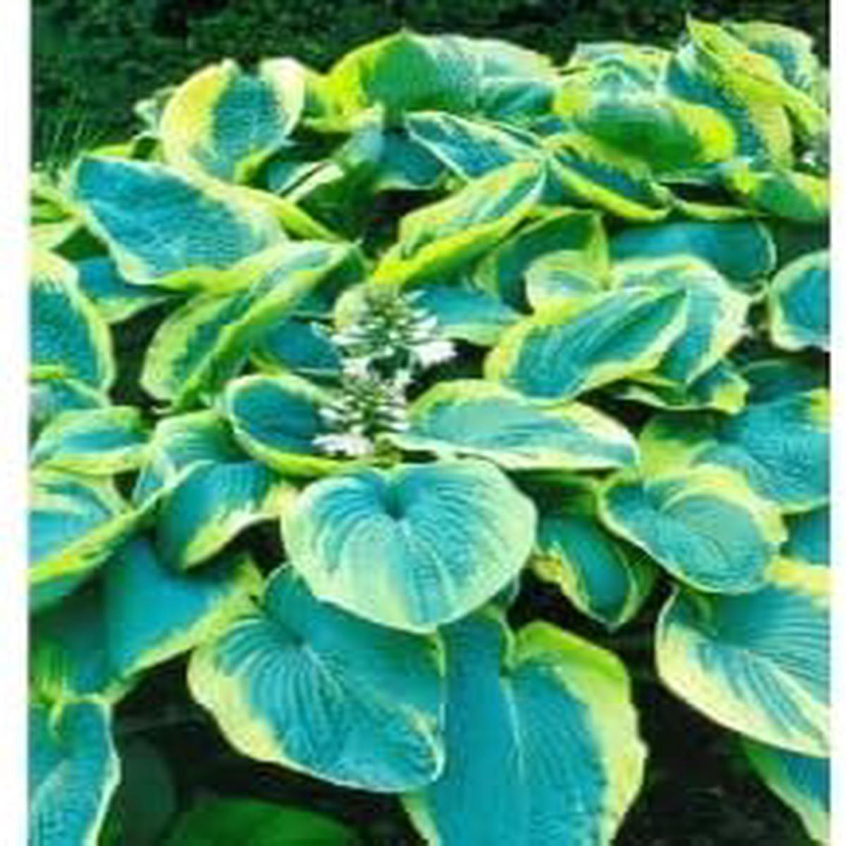 Heirloom Hosta Flower Seeds Non-GMO, High Germination Organic Garden Seeds