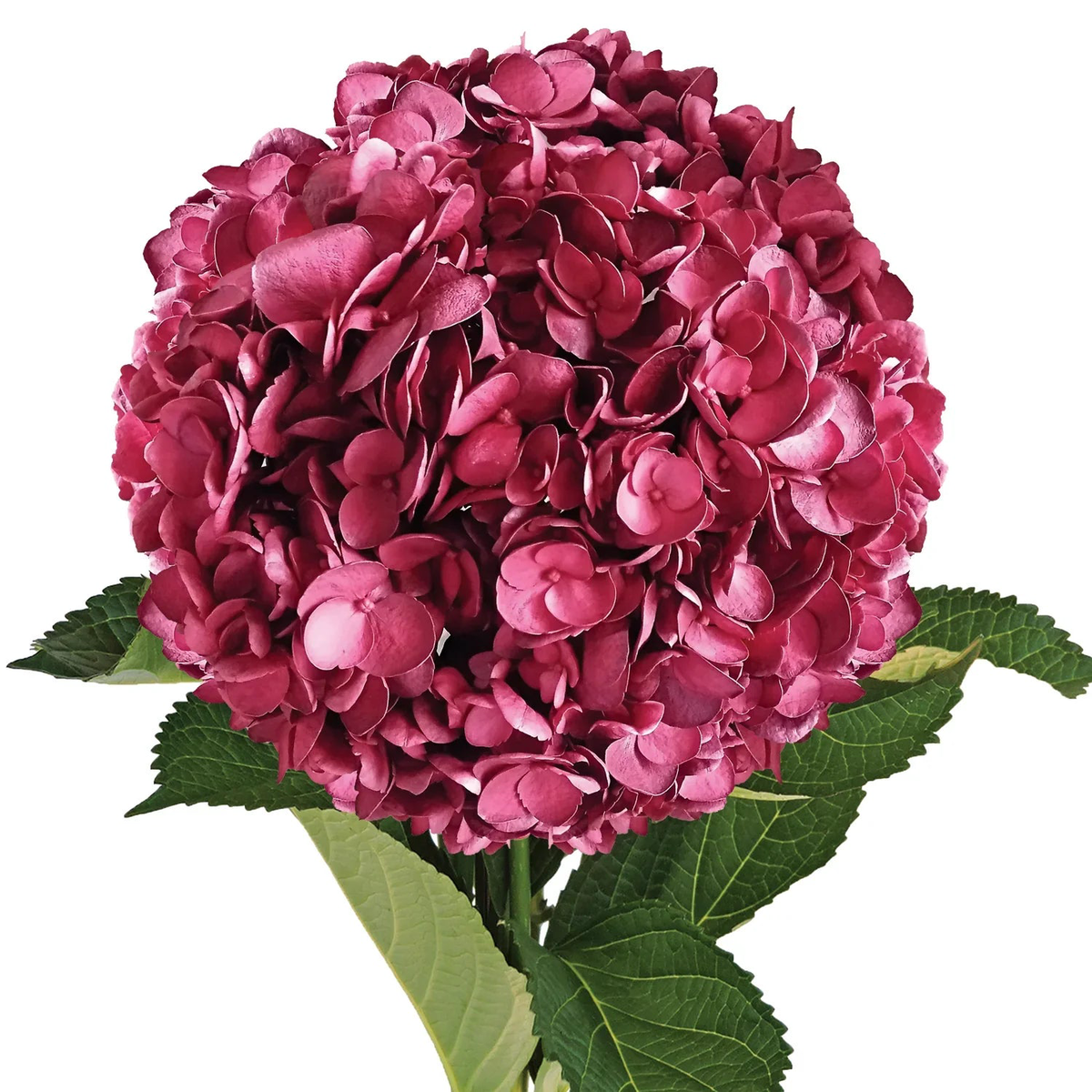 Hydrangea Flower Seeds Burgundy for Planting Heirloom, Non-GMO, High Germination Garden Seeds