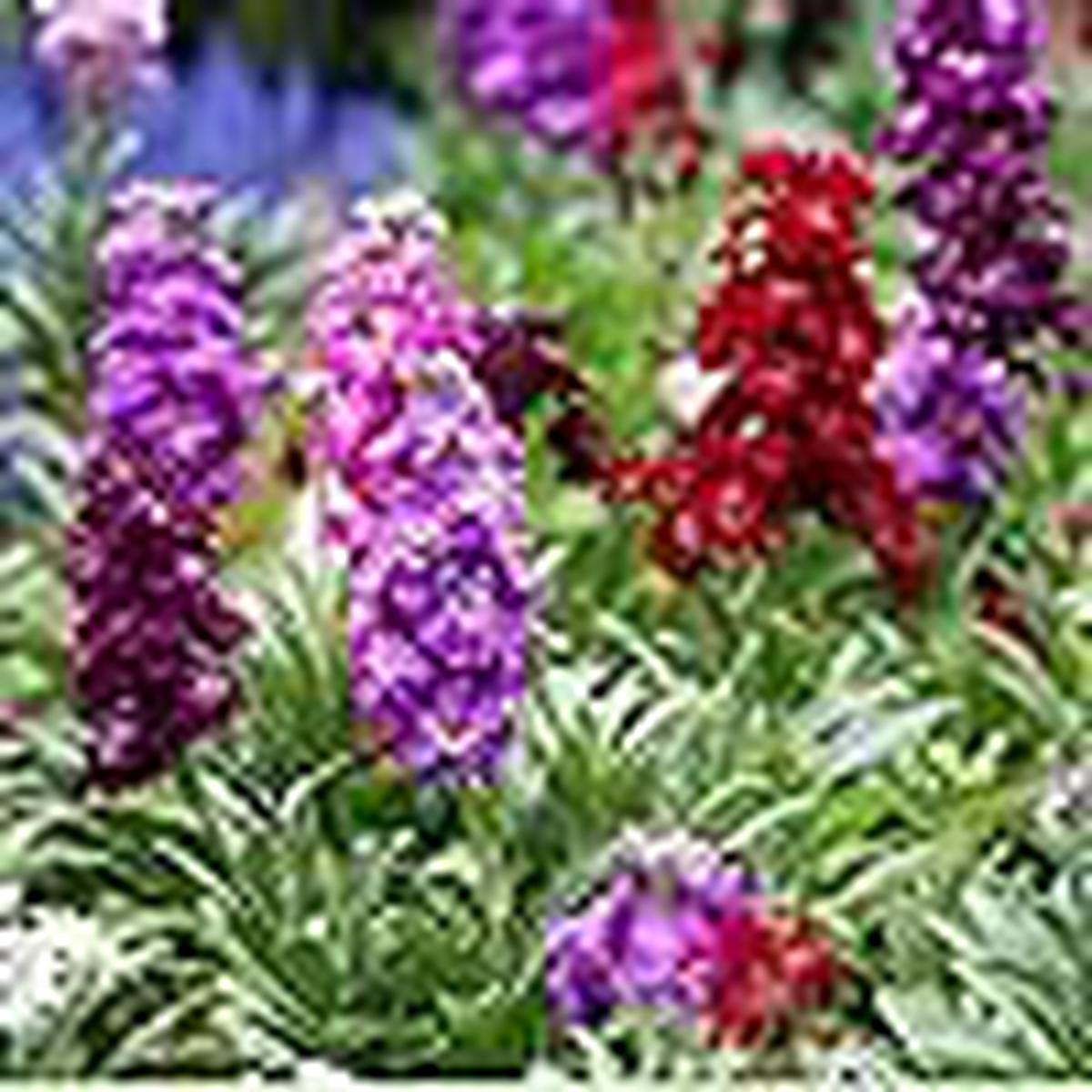 Matthiola Incana Flower Seeds Heirloom, Non-GMO, High Germination Organic Garden Seeds for Planting Cottage Gardens