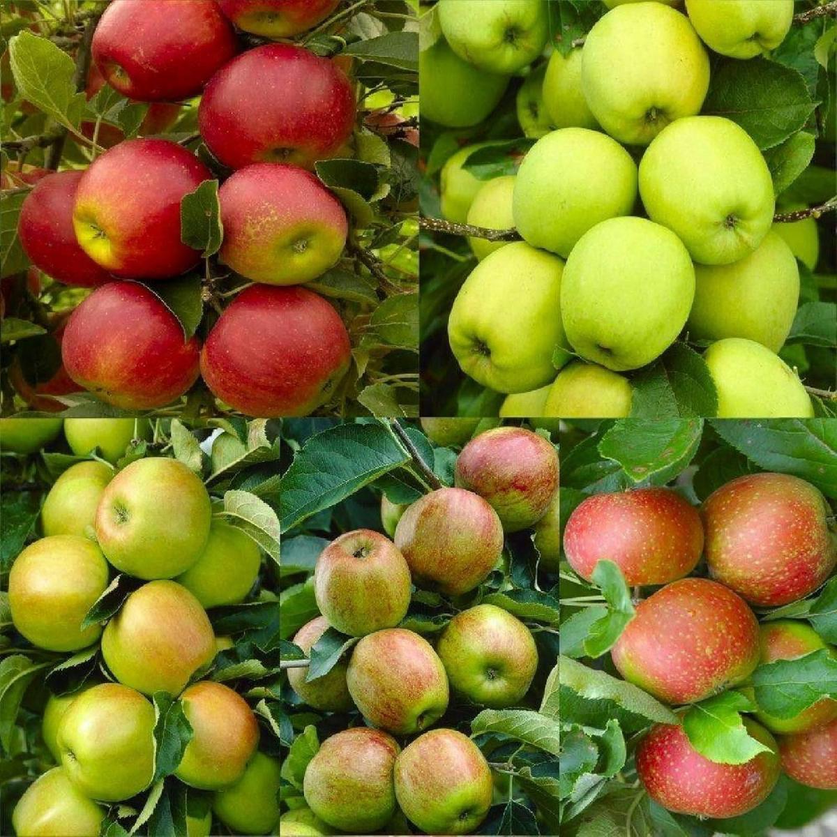 Mixed Apple Fruit Seeds for Planting Heirloom, Non-GMO Diverse Crisp Garden Fruit Seeds