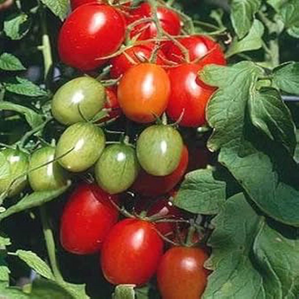 Mixed Tomato Seeds for Planting Heirloom & Non-GMO Assorted Varieties for Vibrant Garden Harvests