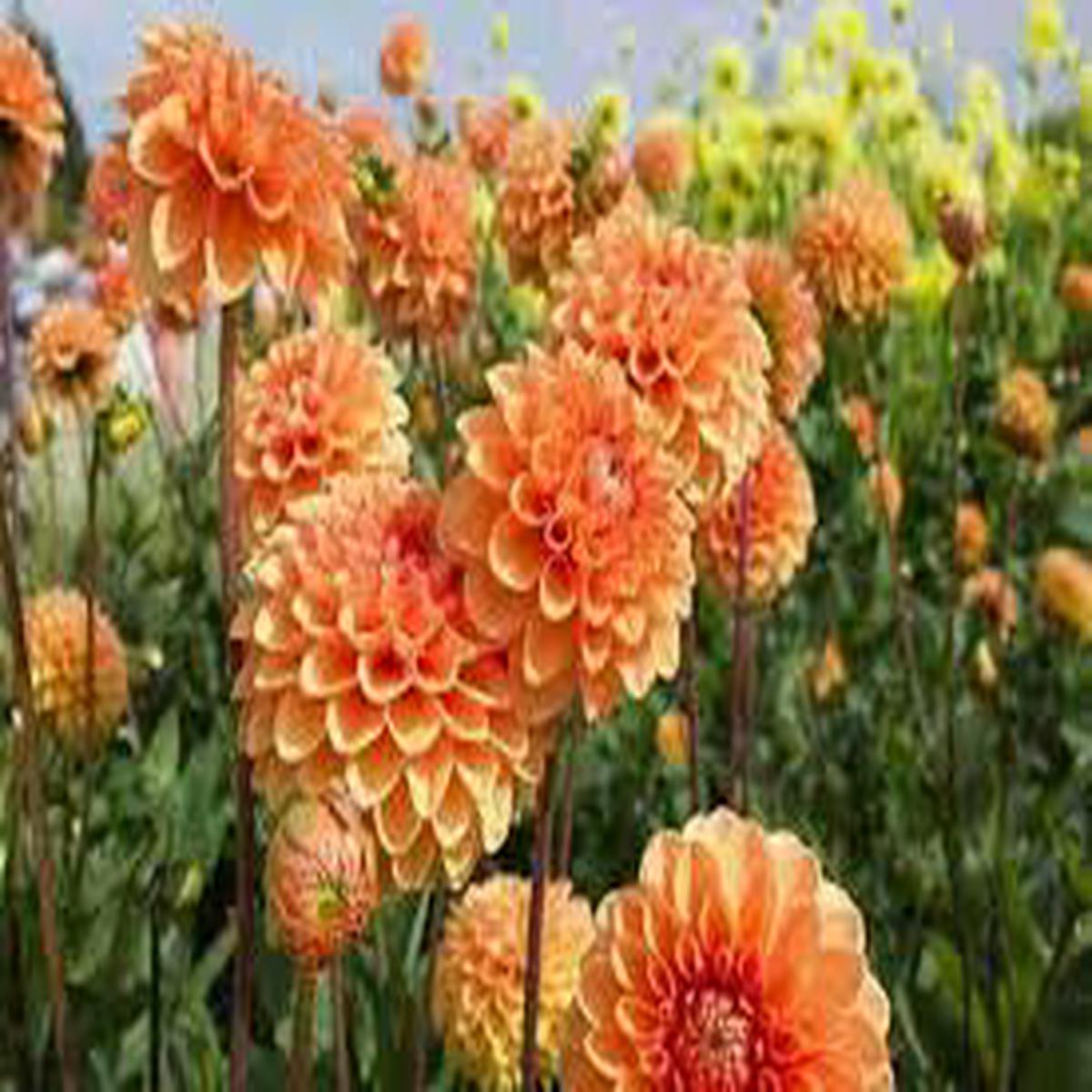 Orange Dahlia Flower Seeds Non-GMO, High Germination Heirloom Organic Garden Seeds