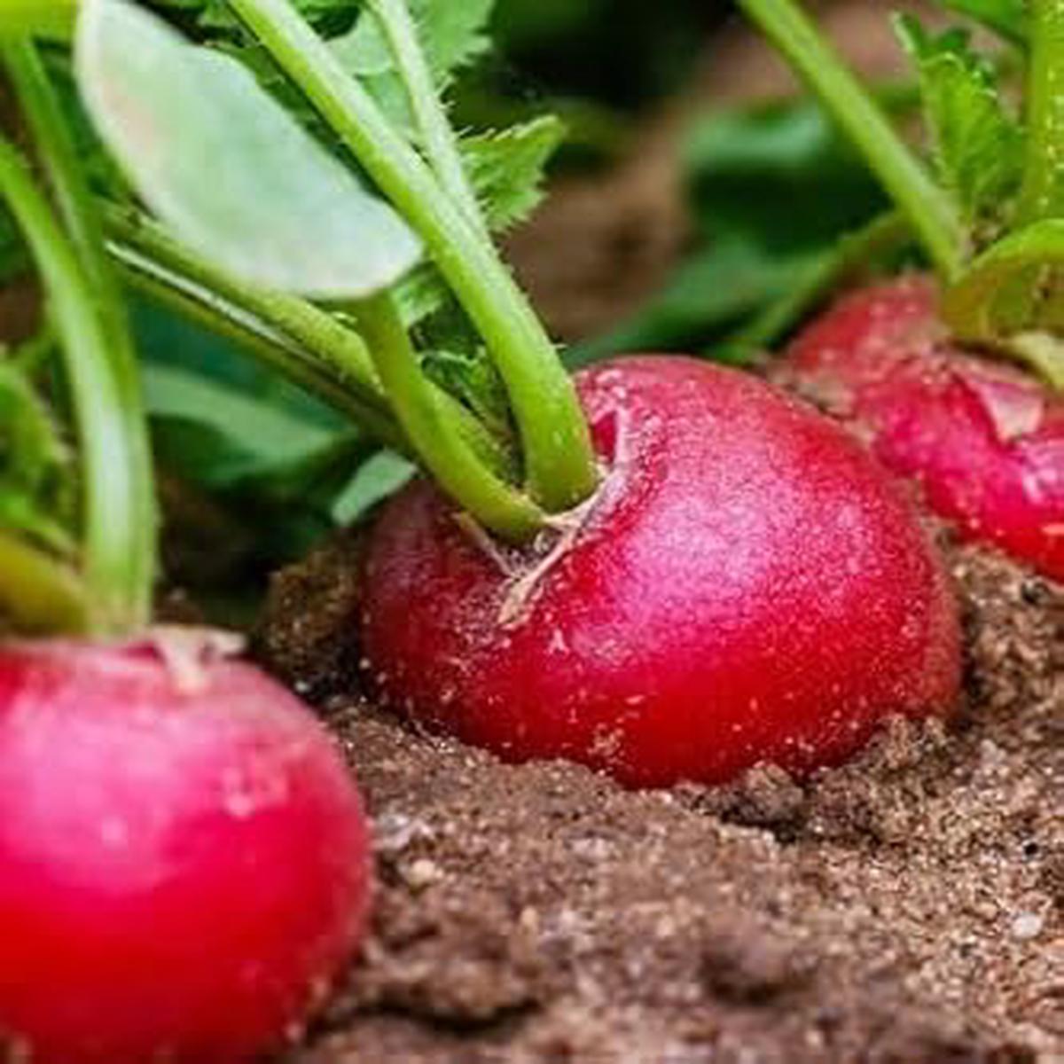 Radesh Vegetable Seeds for Planting Heirloom & Non-GMO Seeds for Flavorful Root Harvests